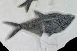 Fossil Fish (Diplomystus) With Two Knightia - Wyoming #163520-1